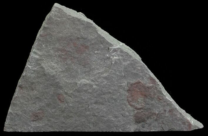 Plate Of Devonian Plant (Zosterophyllum) Fossils - Scotland #66689